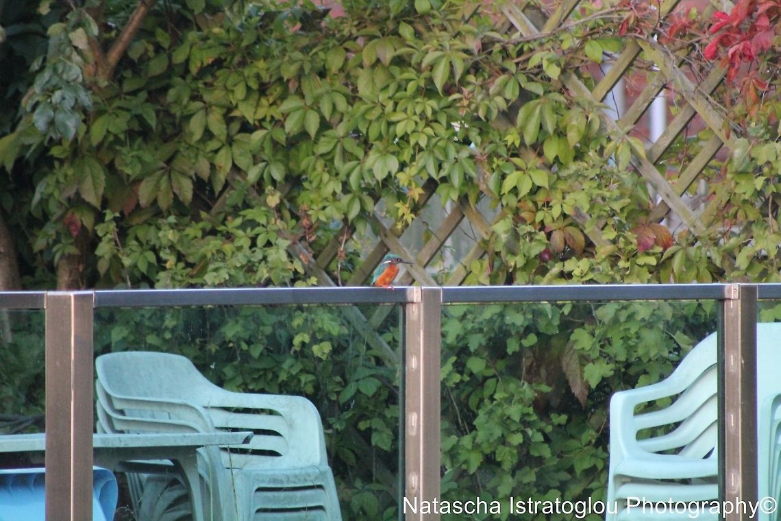 Kingfisher Lancaster Canal,<br />
Preston,<br />
22/08/2014 Alcedo atthis,Common Kingfisher,Kingfisher