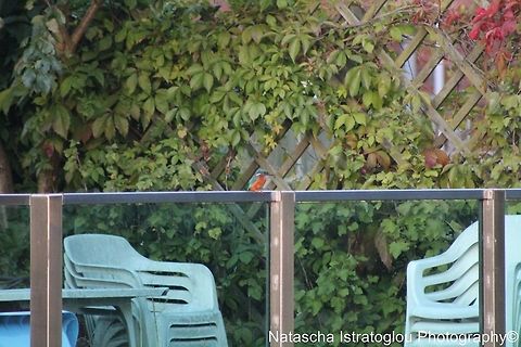 Kingfisher Lancaster Canal,
Preston,
22/08/2014 Alcedo atthis,Common Kingfisher,Kingfisher