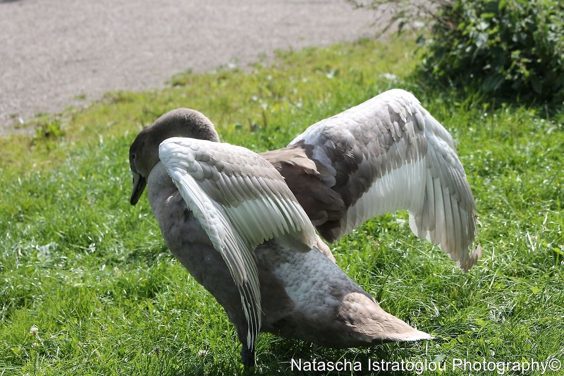Mute Swan Chick showing how big he's getting Lancaster canal,<br />
Preston,<br />
19/08/2014 Cygnus olor,Mute Swan