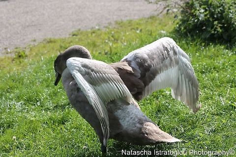 Mute Swan Chick showing how big he's getting Lancaster canal,
Preston,
19/08/2014 Cygnus olor,Mute Swan