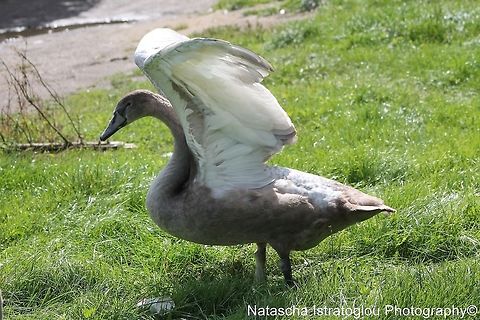 Mute swan chick Lancaster canal,
Preston,
19/08/2014 Cygnus olor,Mute Swan