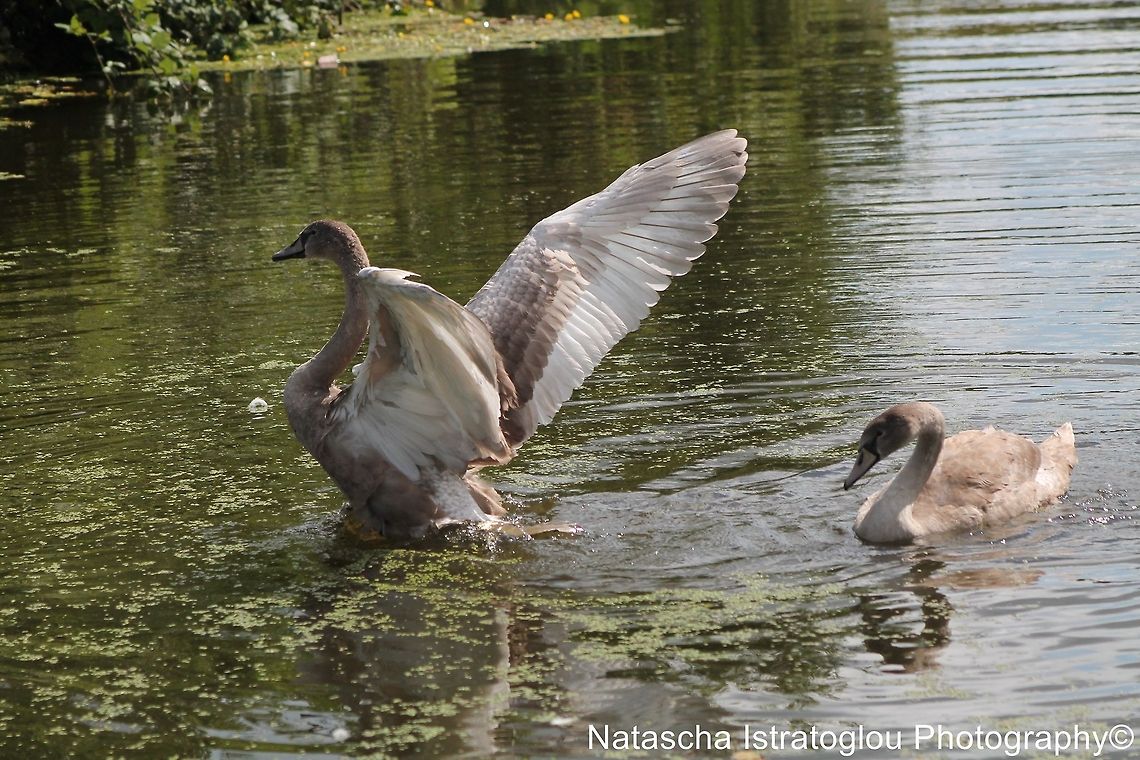 Mute swan chicks Lancaster canal,<br />
Preston,<br />
19/08/2014 Cygnus olor,Mute Swan