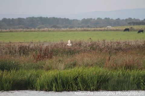 My first ever Barn Owl Cresswell Nature Reserve,
Northumberland,
06/09/2014 Barn Owl,Tyto alba