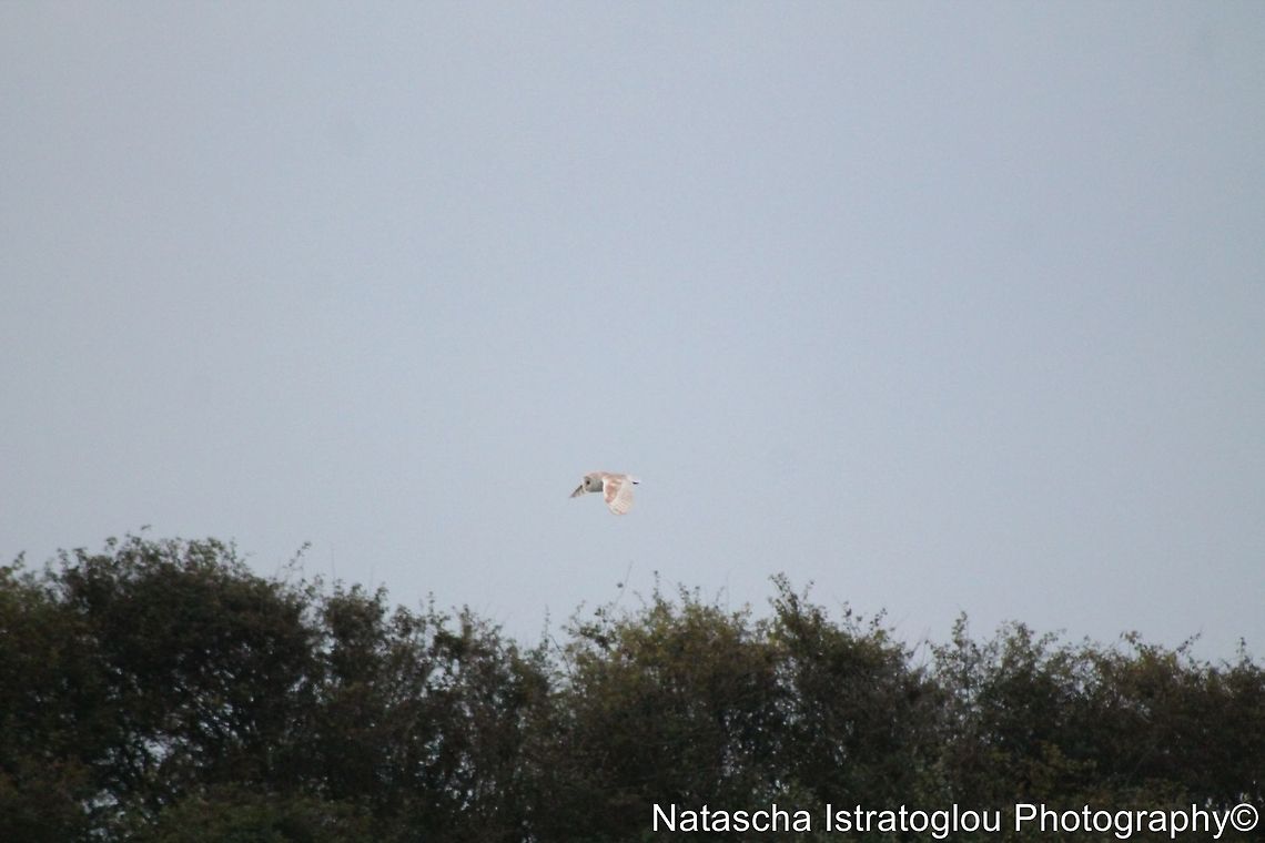 My first ever Barn Owl Cresswell Nature Reserve,<br />
Northumberland,<br />
06/09/2014 Barn Owl,Tyto alba