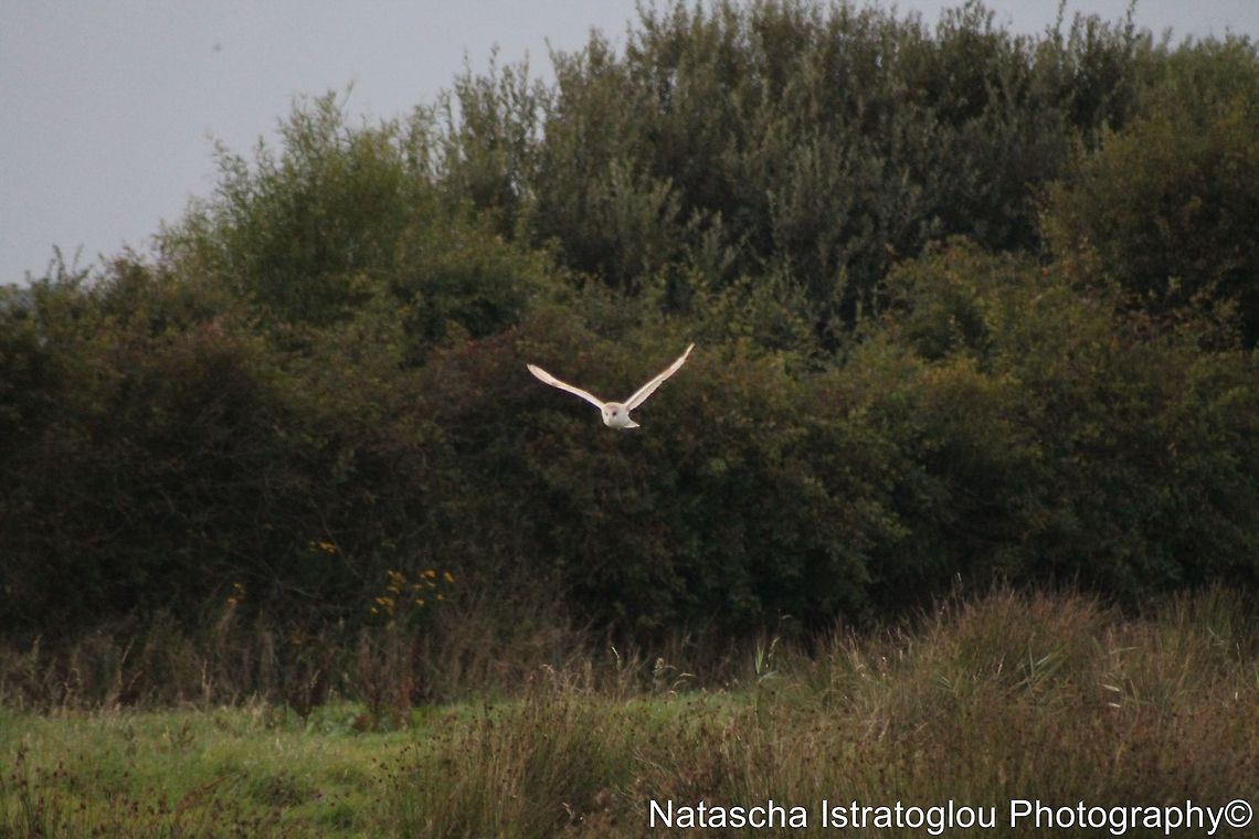 My first ever Barn Owl Cresswell Nature Reserve,<br />
Northumberland,<br />
06/09/2014 Barn Owl,Tyto alba