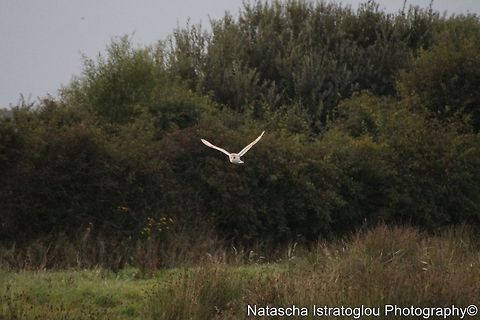 My first ever Barn Owl Cresswell Nature Reserve,
Northumberland,
06/09/2014 Barn Owl,Tyto alba
