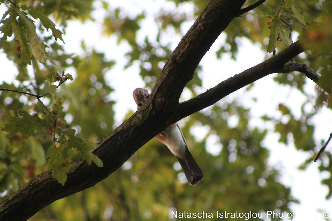Jay Haslam Park,<br />
Preston,<br />
14/09/2014 Eurasian Jay,Garrulus glandarius,Jay