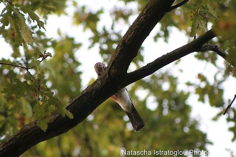 Jay Haslam Park,
Preston,
14/09/2014 Eurasian Jay,Garrulus glandarius,Jay