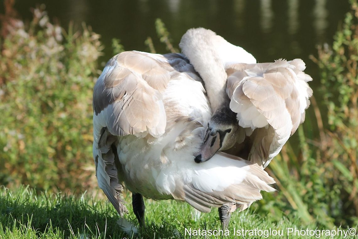 Mute swan cygnet Lancaster canal,<br />
Preston,<br />
24/09/2014 Cygnets,Cygnus olor,Mute Swan
