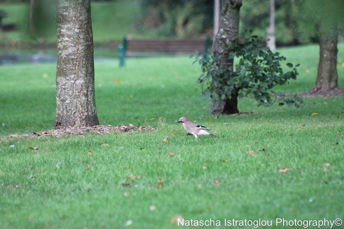 Jay Haslam Park,<br />
Preston,<br />
14/09/2014 Eurasian Jay,Garrulus glandarius,Jay