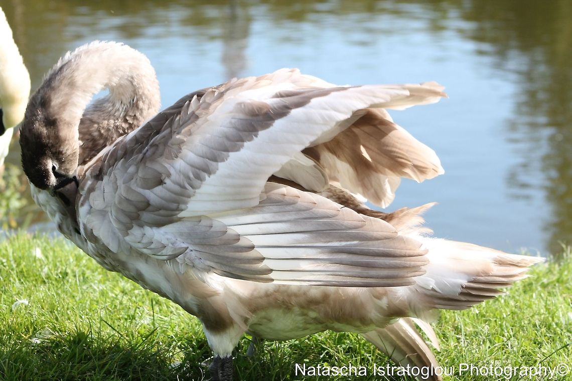 Mute Swan Cygnet Lancaster canal,<br />
Preston,<br />
24/09/2014 Cygnets,Cygnus olor,Mute Swan