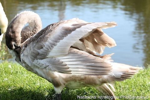 Mute Swan Cygnet Lancaster canal,
Preston,
24/09/2014 Cygnets,Cygnus olor,Mute Swan