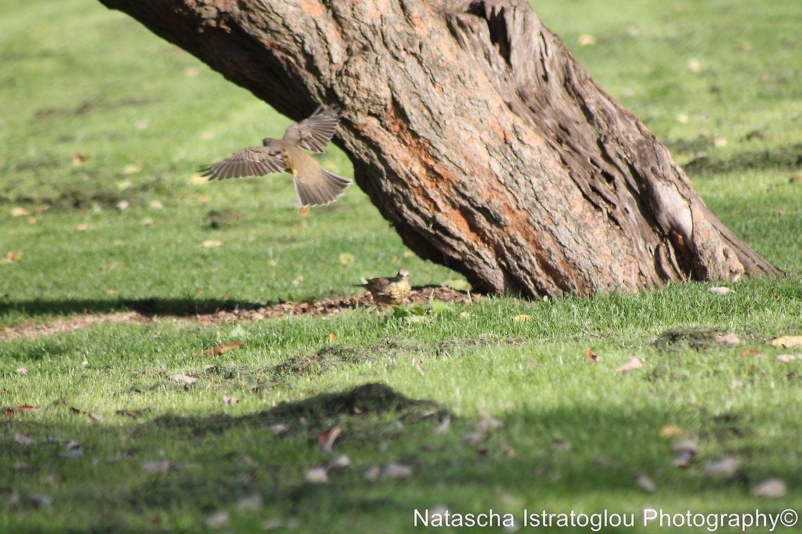 Mistle Thrush Haslam Park,<br />
Preston,<br />
24/09/2014 Mistle Thrush,Turdus viscivorus