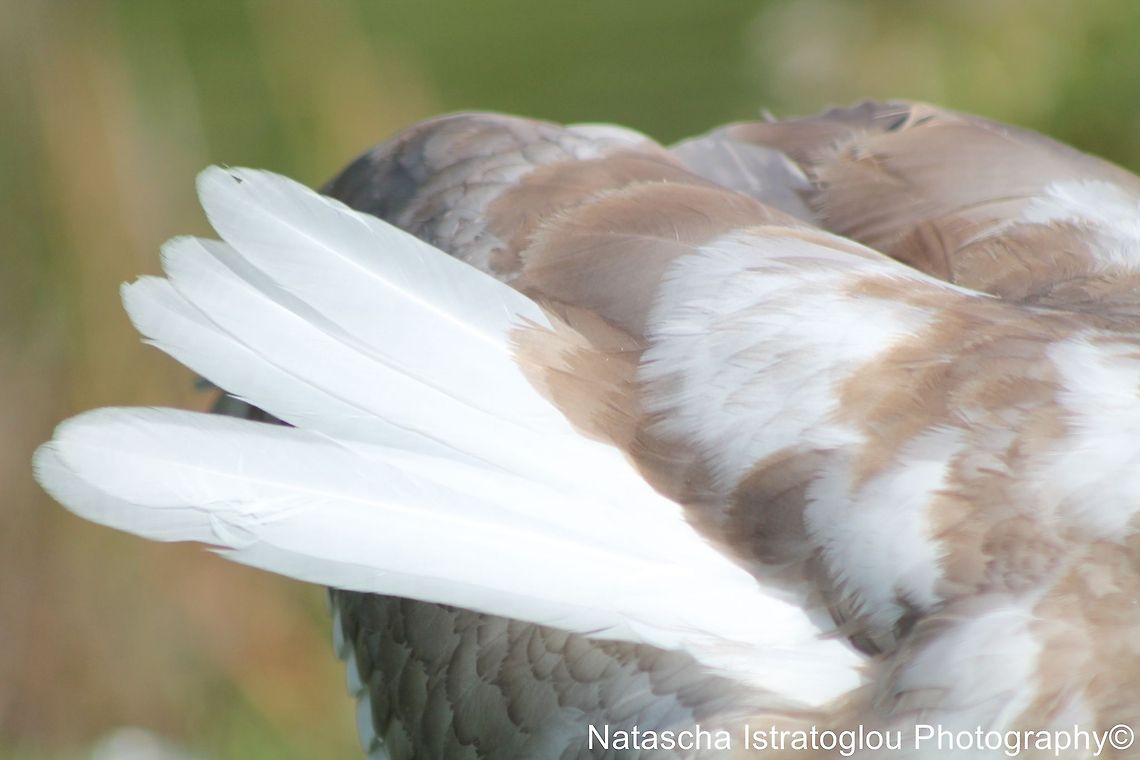 Mute Swan Cygnets new feathers Lancaster Canal,<br />
Preston,<br />
24/09/2014 Cygnus olor,Mute Swan,cygnet