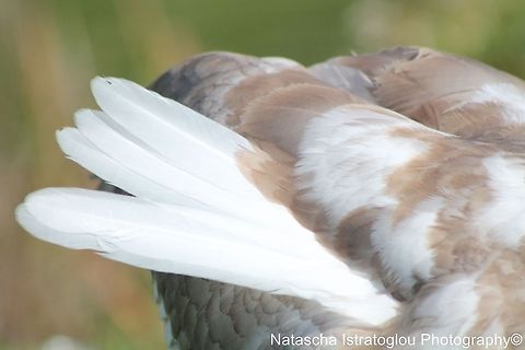 Mute Swan Cygnets new feathers Lancaster Canal,
Preston,
24/09/2014 Cygnus olor,Mute Swan,cygnet