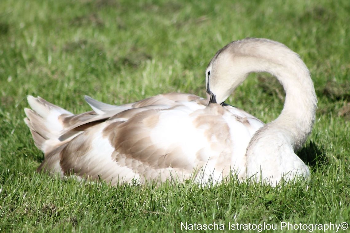 Mute Swan Cygnet Showing Shapes Lancaster Canal,<br />
Preston,<br />
24/09/2014 Cygnus olor,Mute Swan,cygnet