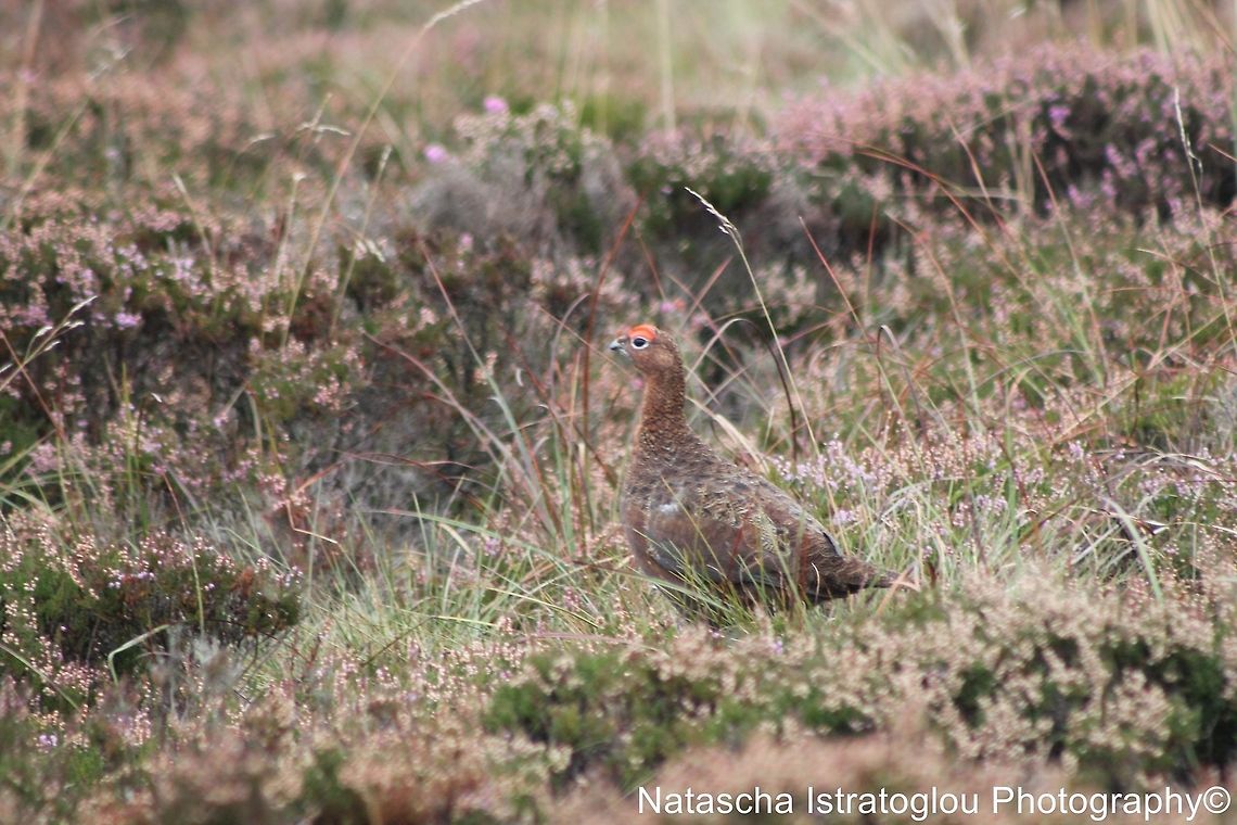Red Grouse Simonside,<br />
Northumberland,<br />
08/09/2014 Lagopus lagopus scotica,Red grouse,grouse