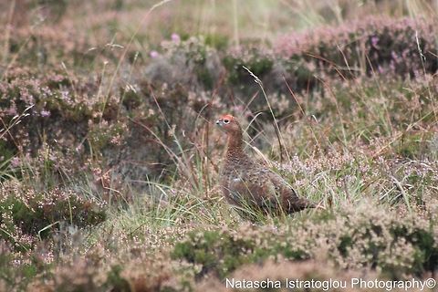 Red Grouse Simonside,
Northumberland,
08/09/2014 Lagopus lagopus scotica,Red grouse,grouse