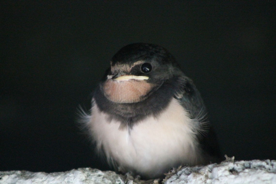 Swallow Chick Druridge Bay,<br />
Northumberland,<br />
25/08/2014 Barn swallow,Hirundo rustica,swallow