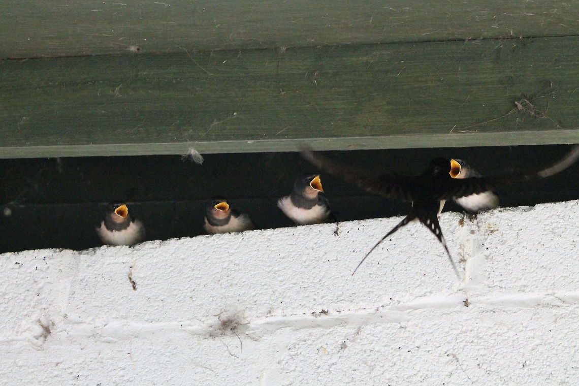 Swallow chicks being fed Druridge Bay,<br />
Northumberland,<br />
25/08/2014 Barn swallow,Hirundo rustica,swallow
