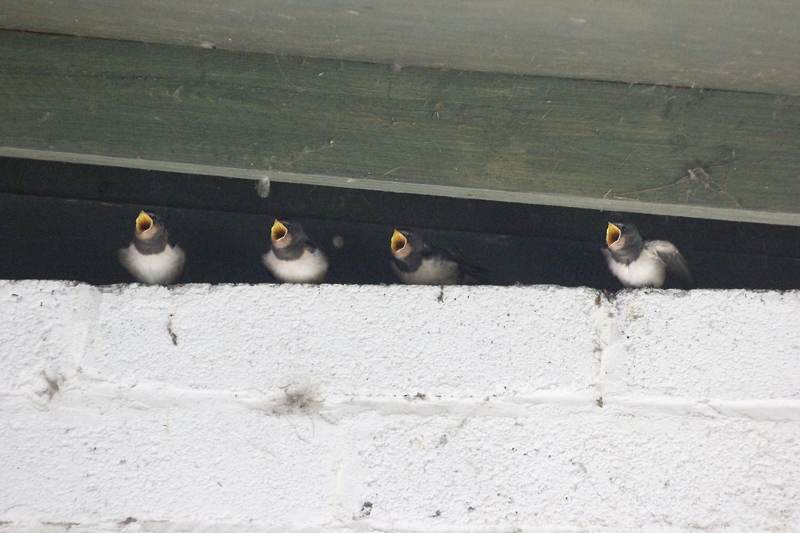 Swallow chicks making noise Druridge Bay,<br />
Northumberland,<br />
25/08/2014 Barn swallow,Hirundo rustica,swallow