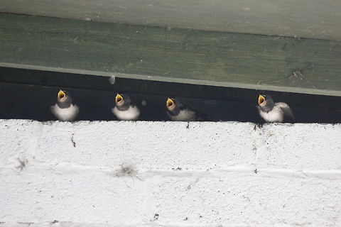 Swallow chicks making noise Druridge Bay,
Northumberland,
25/08/2014 Barn swallow,Hirundo rustica,swallow