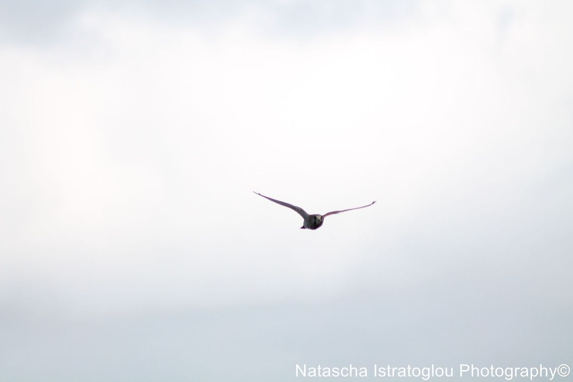 Peregrine Falcon Cresswell,<br />
Northumberland,<br />
18/10/2014 Falco peregrinus,Peregrine Falcon