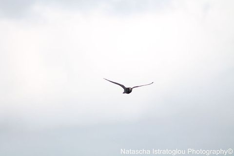 Peregrine Falcon Cresswell,
Northumberland,
18/10/2014 Falco peregrinus,Peregrine Falcon
