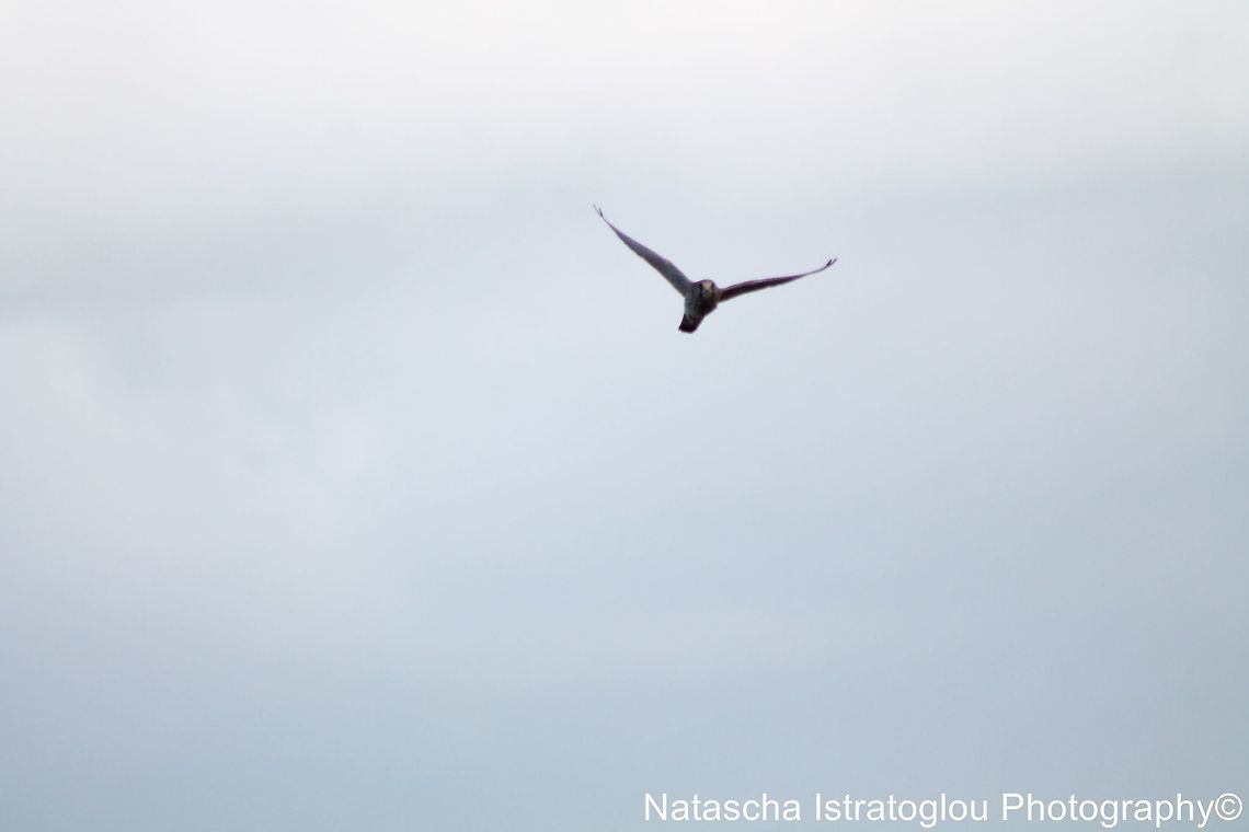 Peregrine Falcon Cresswell,<br />
Northumberland,<br />
18/10/2014 Falco peregrinus,Peregrine Falcon
