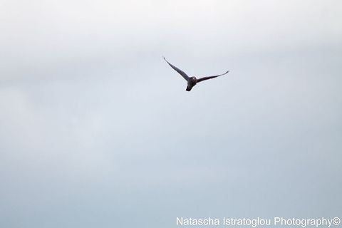 Peregrine Falcon Cresswell,
Northumberland,
18/10/2014 Falco peregrinus,Peregrine Falcon