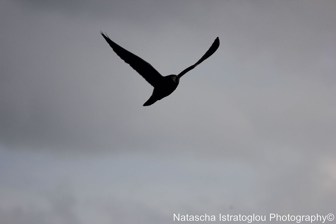Peregrine Falcon Cresswell,<br />
Northumberland,<br />
18/10/2014 Falco peregrinus,Peregrine Falcon