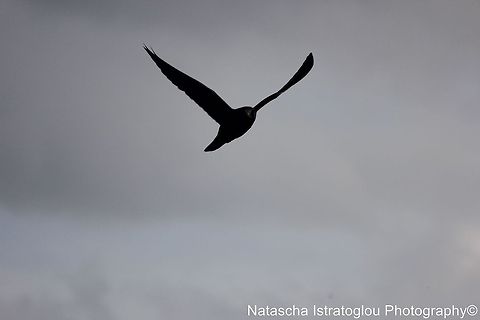 Peregrine Falcon Cresswell,
Northumberland,
18/10/2014 Falco peregrinus,Peregrine Falcon