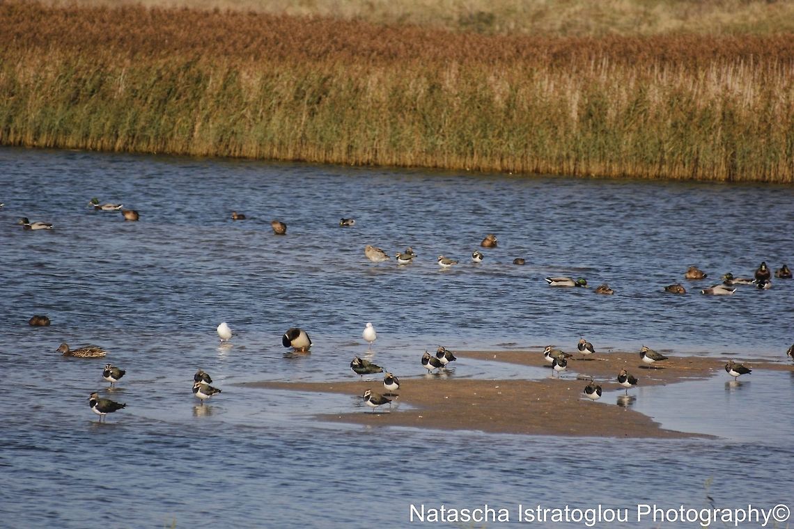 Lapwing Cresswell,<br />
Northumberland,<br />
18/10/2014 Northern Lapwing,Vanellus vanellus
