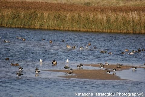 Lapwing Cresswell,
Northumberland,
18/10/2014 Northern Lapwing,Vanellus vanellus