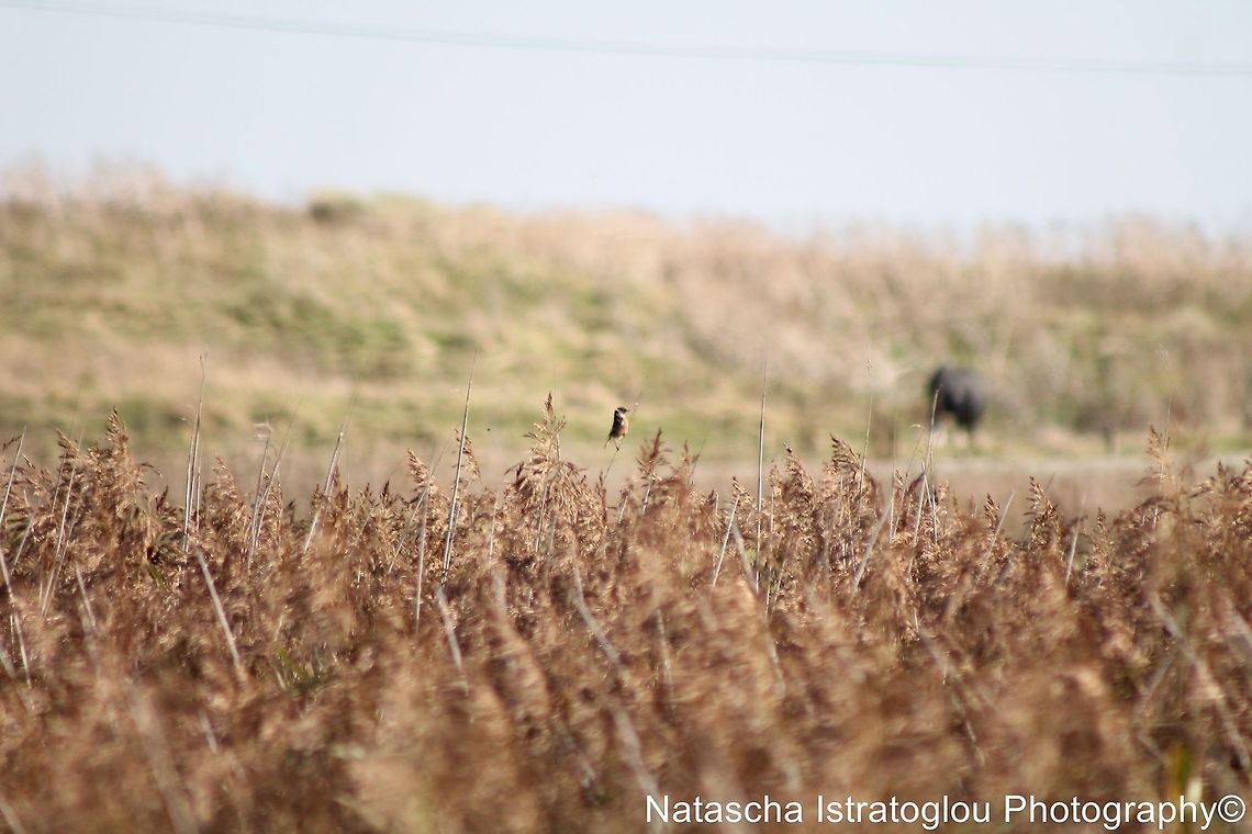 Stonechat Cresswell,<br />
Northumberland,<br />
18/10/2014 European Stonechat,Saxicola rubicola