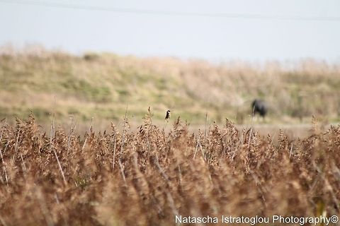 Stonechat Cresswell,
Northumberland,
18/10/2014 European Stonechat,Saxicola rubicola