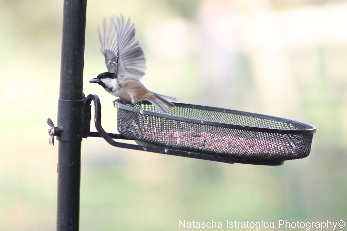 Marsh tit Cannock Chase,<br />
Staffordshire,<br />
25/10/2014 Marsh Tit,Poecile palustris
