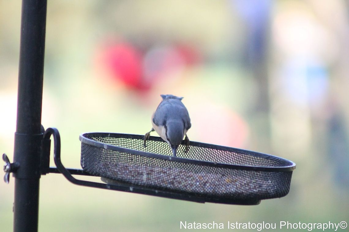 Nuthatch Cannock Chase,<br />
Staffordshire,<br />
25/10/2014 Eurasian Nuthatch,Sitta europaea,nuthatch