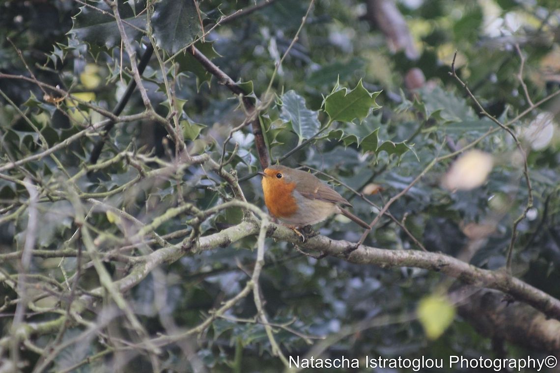 Robin Cannock Chase,<br />
Staffordshire,<br />
25/10/2014 Erithacus rubecula,European Robin,Robin
