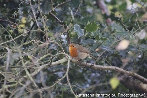 Robin Cannock Chase,
Staffordshire,
25/10/2014 Erithacus rubecula,European Robin,Robin