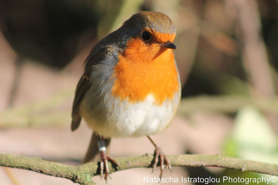 Robin RSPB Leighton Moss,<br />
Lancashire,<br />
29/10/2014 Erithacus rubecula,European Robin,Robin