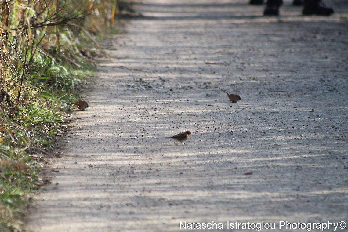 Bearded Tits RSPB Leighton Moss,<br />
Lancashire,<br />
29/10/2014 bearded tit