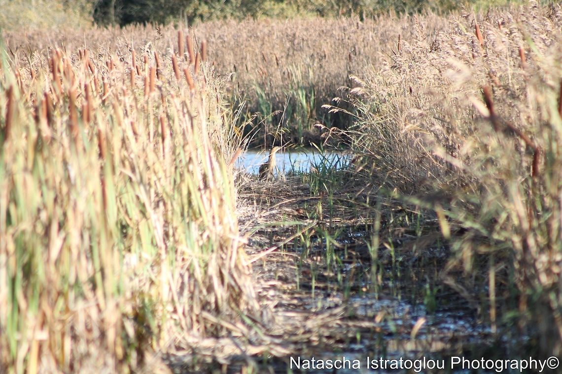Bittern RSPB Leighton Moss,<br />
Lancashire,<br />
29/10/2014 bittern