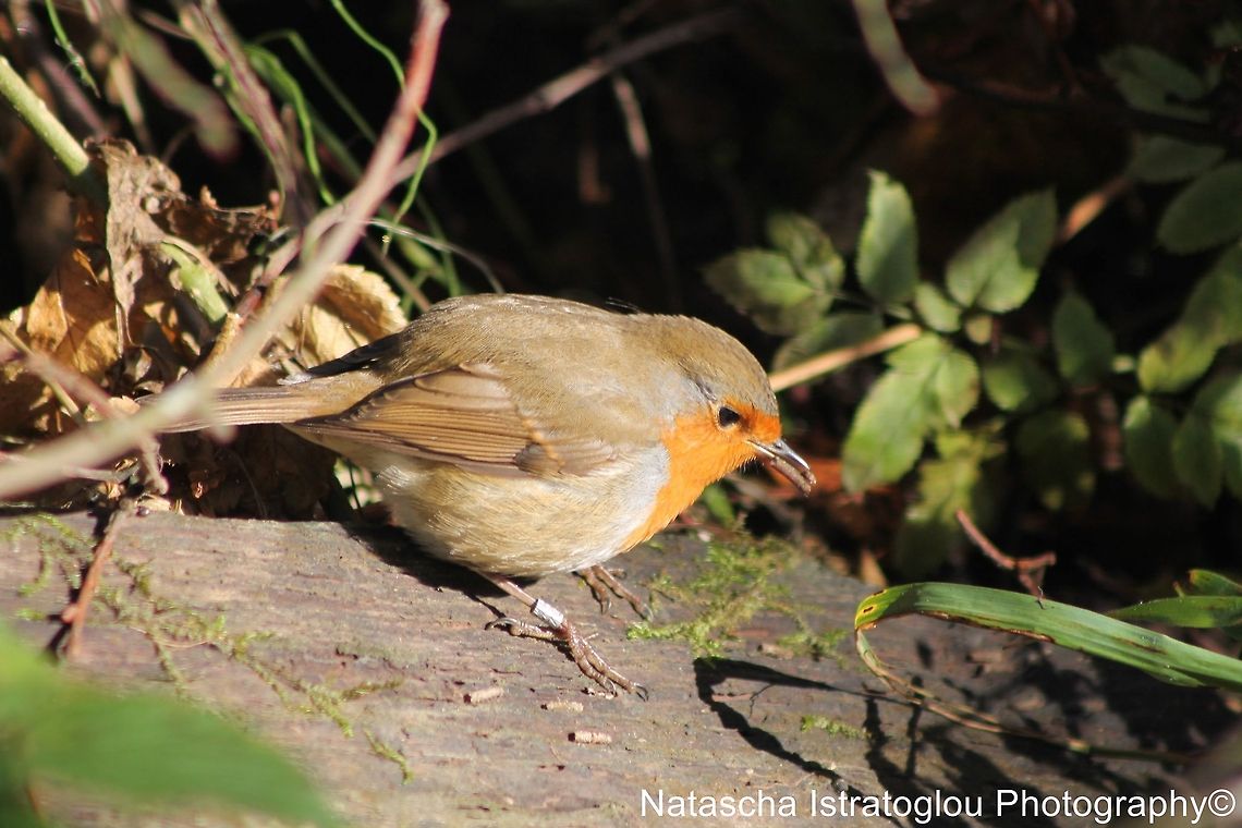 Robin RSPB Leighton Moss,<br />
Lancashire,<br />
29/10/2014 Erithacus rubecula,European Robin,Robin