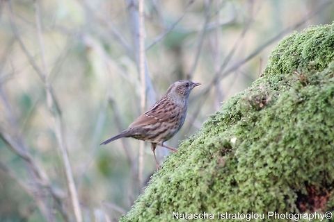Dunnock RSPB Leighton Moss,
Lancashire,
29/10/2014 Dunnock,Prunella modularis