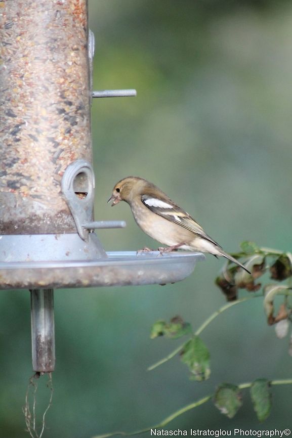 Female Chaffinch RSPB Leighton Moss,<br />
Lancashire,<br />
29/10/2014 Chaffinch,Fringilla coelebs