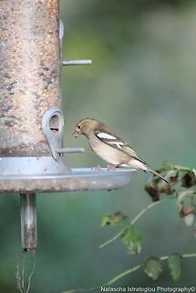 Female Chaffinch RSPB Leighton Moss,
Lancashire,
29/10/2014 Chaffinch,Fringilla coelebs