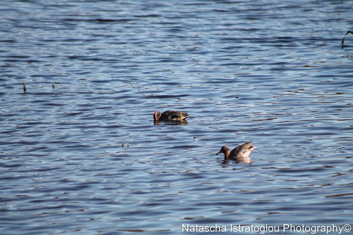 Teal RSPB Leighton Moss,<br />
Lancashire,<br />
29/10/2014 Anas crecca,Eurasian Teal,teal