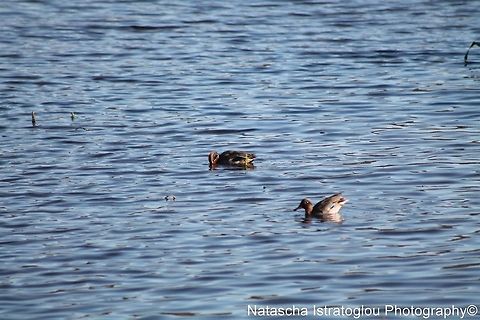 Teal RSPB Leighton Moss,
Lancashire,
29/10/2014 Anas crecca,Eurasian Teal,teal