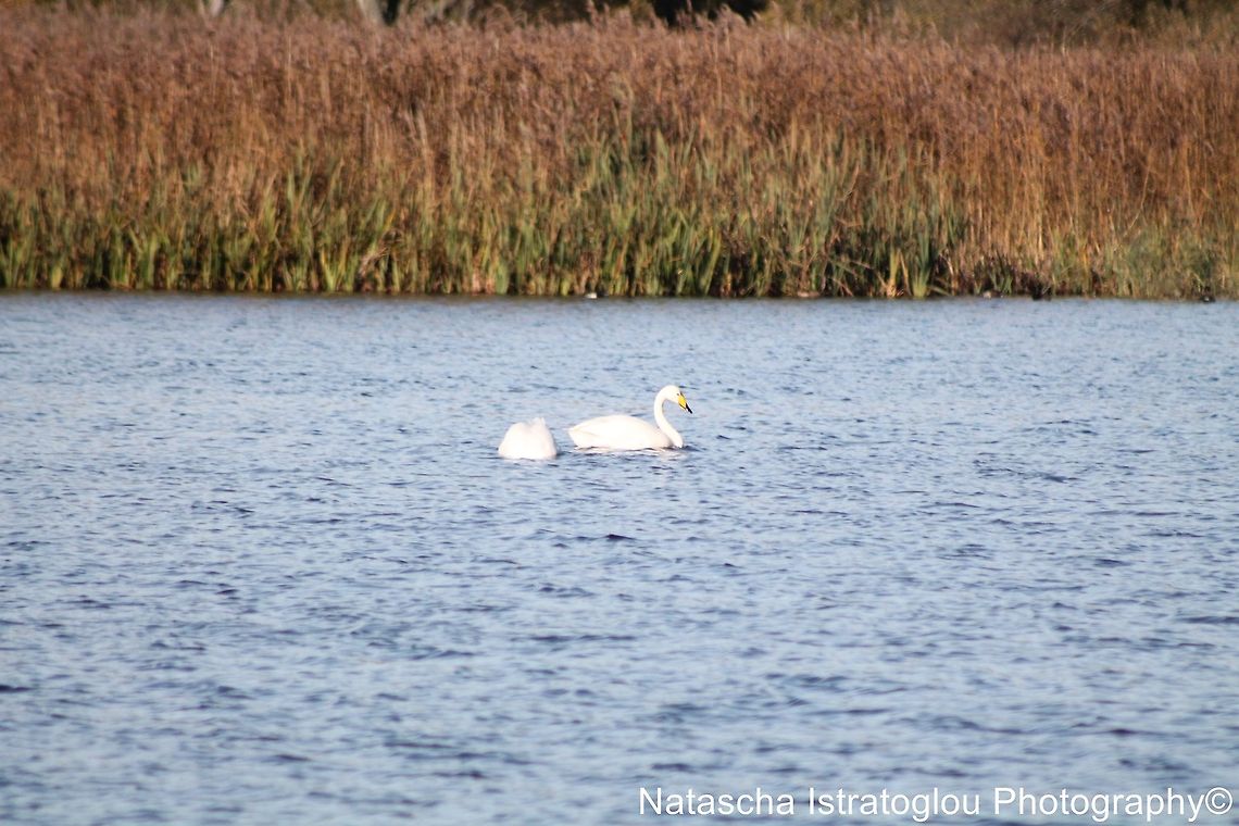 Whooper Swans RSPB Leighton Moss,<br />
Lancashire,<br />
29/10/2014 Cygnus cygnus,Whooper swan